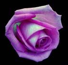  Violet Rose